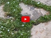 Meteo: Grandinata a Conegliano (TV), chicchi...